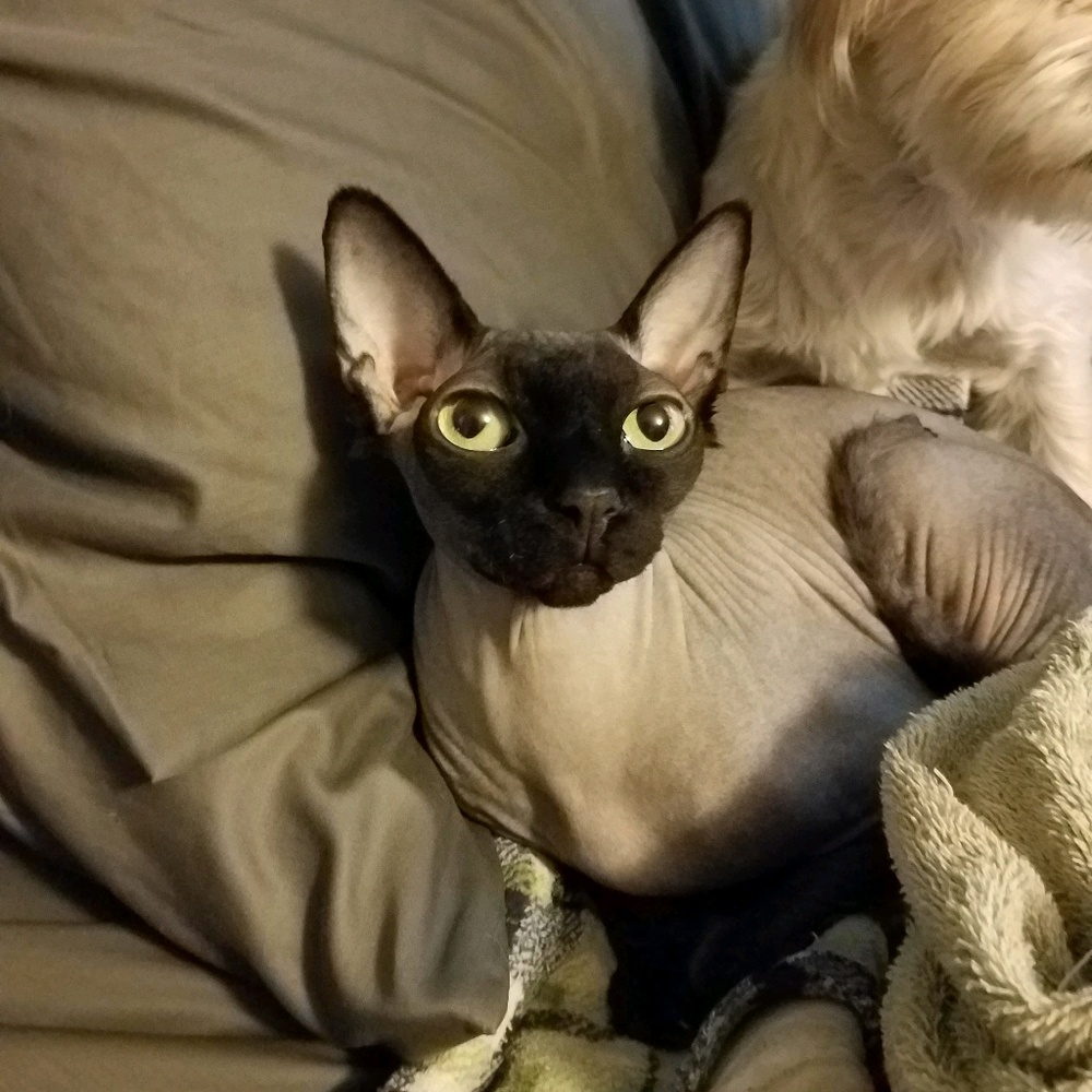 Meet your Posher, Monica